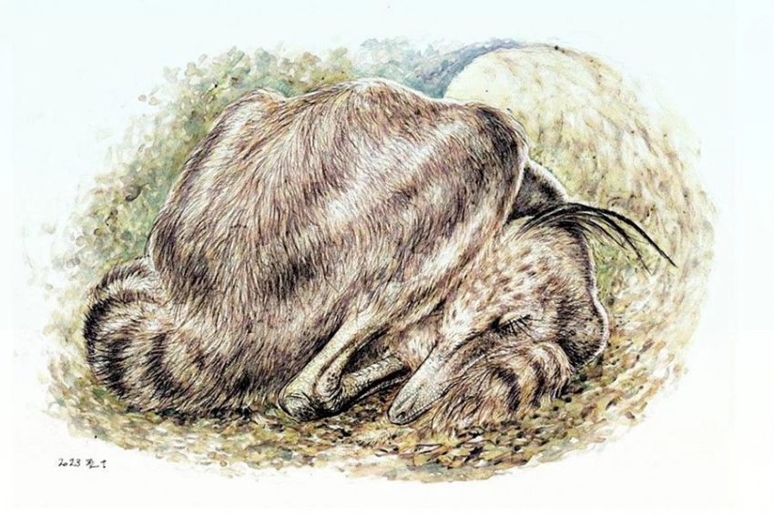 Птицеподобные динозавры спали, как современные птицы