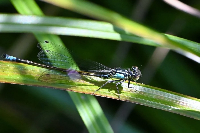 Ученые разгадали загадку цвета стрекозы