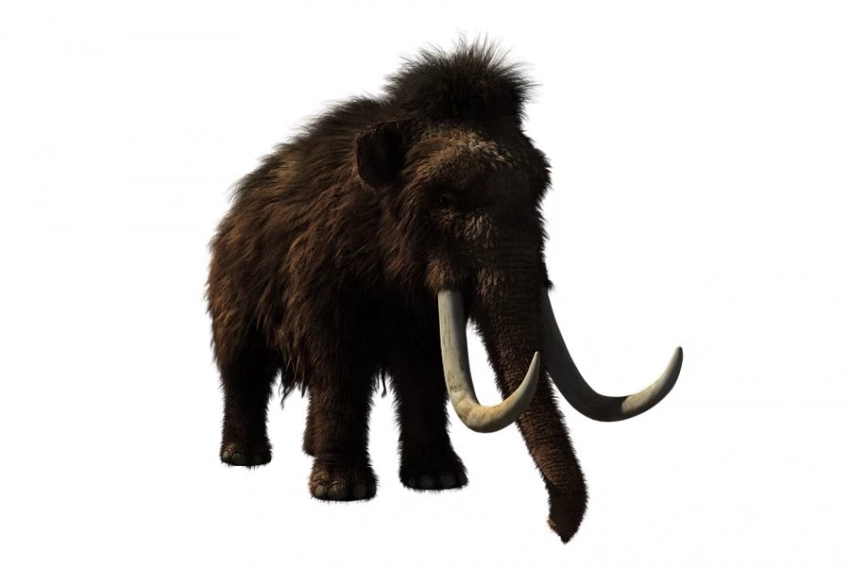 Ученые планируют вернуть мамонтов благодаря клонированию