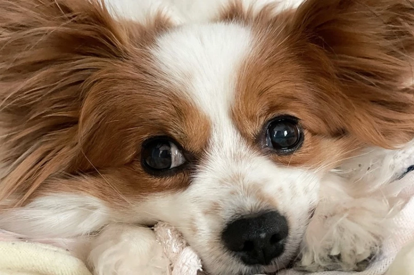 Названы плюсы и минусы сухих кормов для собак