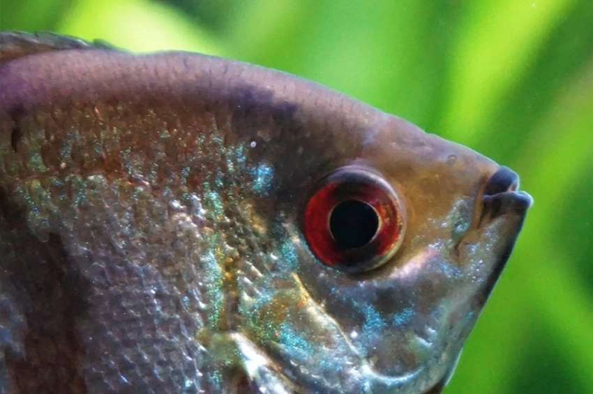 Некоторые виды скалярий могут всю жизнь плавать вверх ногами