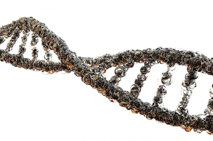 Sky News: мутация гена ZFHX3 оберегает человека от набора лишнего веса