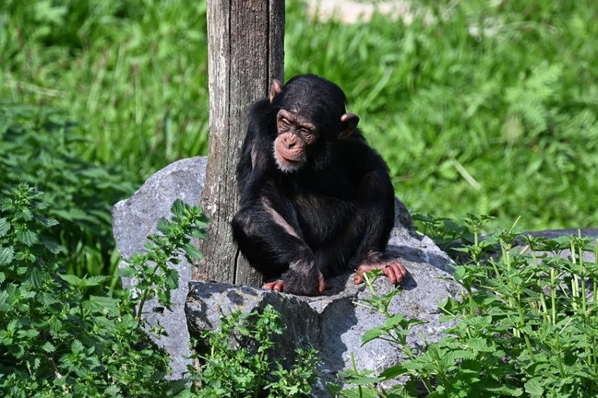 Шимпанзе используют возвышенности, чтобы выслеживать конкурирующие группы