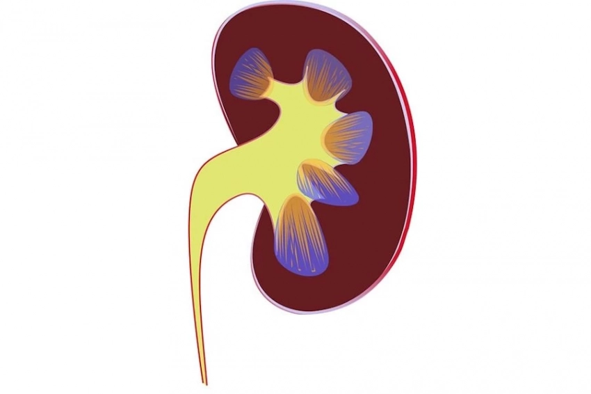 Японские учёные нашли лекарство, замедляющее ухудшение работы почек при диабете