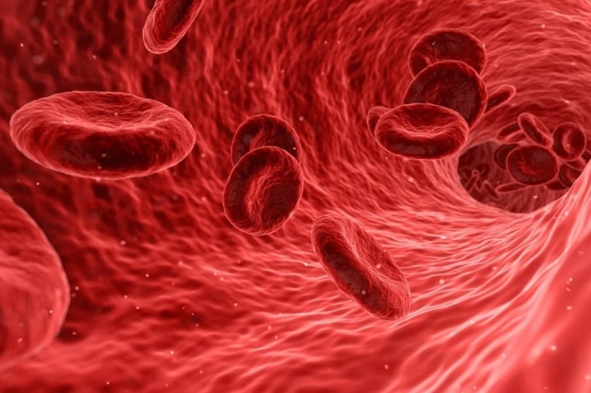 NCR: рецептор Trem2 играет важную роль в развитии атеросклероза