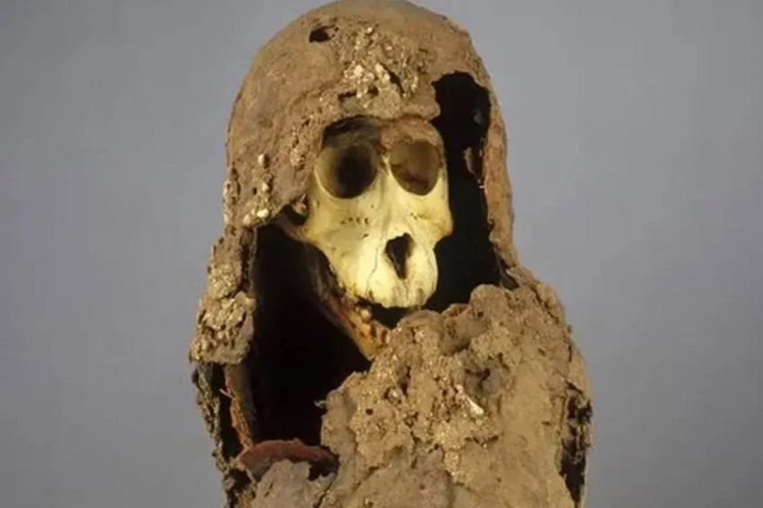 Ученые продвинулись в раскрытии тайны найденных в Египте мумифицированных бабуинов 