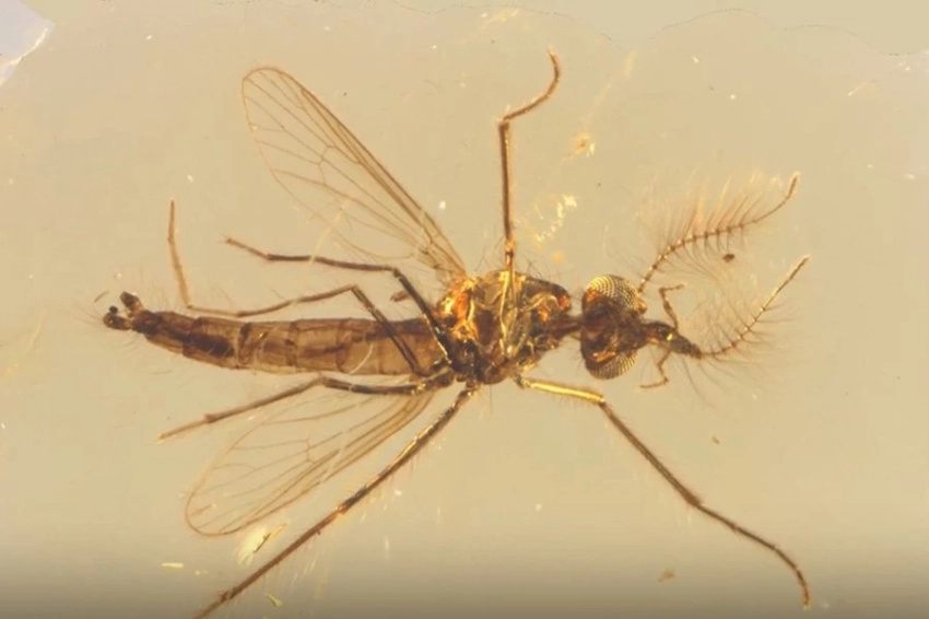 Самый ранний известный ископаемый комар показывает, что самцы тоже были кровососами