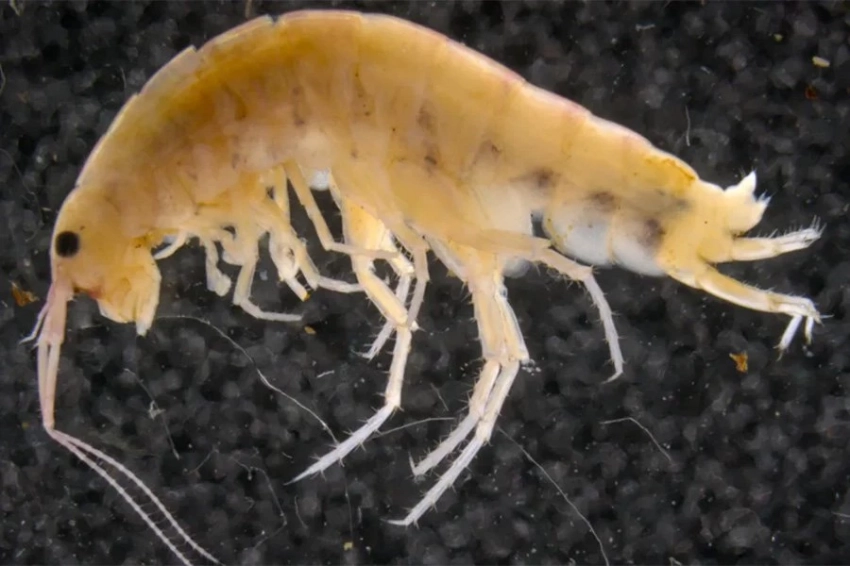 В горах Индонезии обнаружена древесная креветка