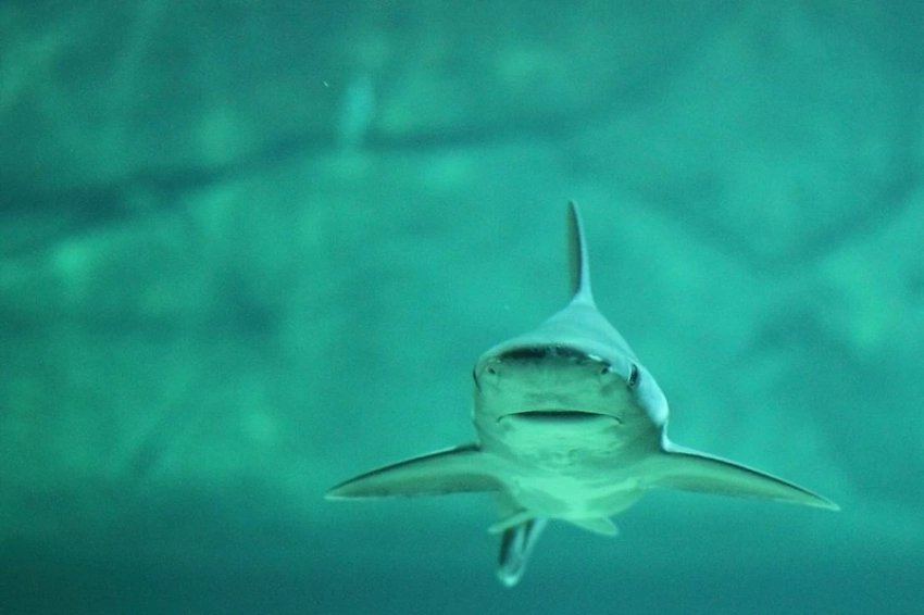 Титановые сплавы от ЦНИИ «Прометей» помогут опуститься на дно Марианской впадины