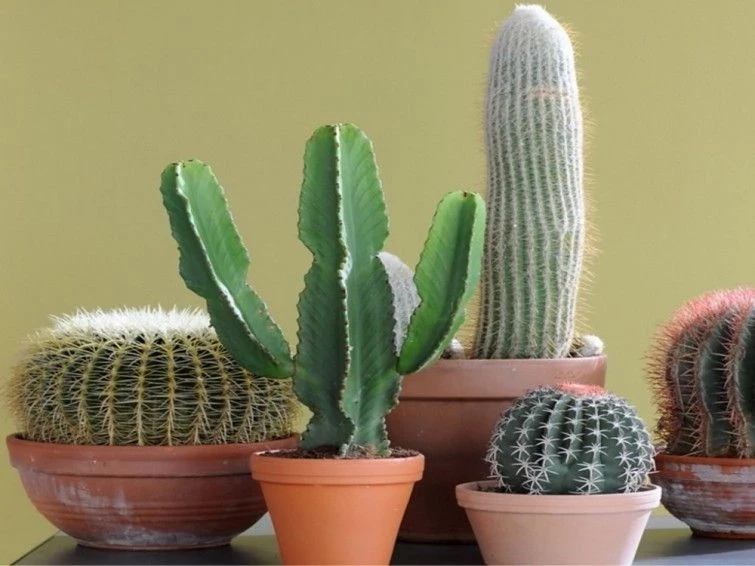 Защитник или источник неприятностей: почему нельзя держать дома кактусы