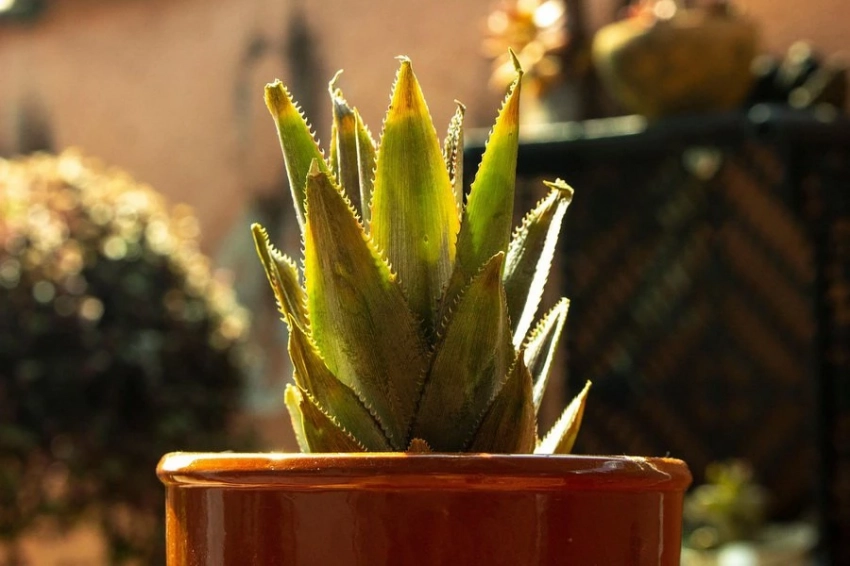 Опасные сюрпризы: что прячется в горшках с комнатными растениями