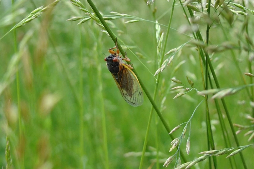 Крылья цикад дают им антибактериальную суперспособность