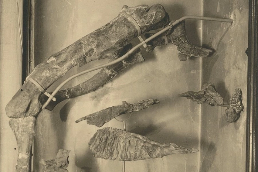 Палеонтологи описали новый вид хищных динозавров