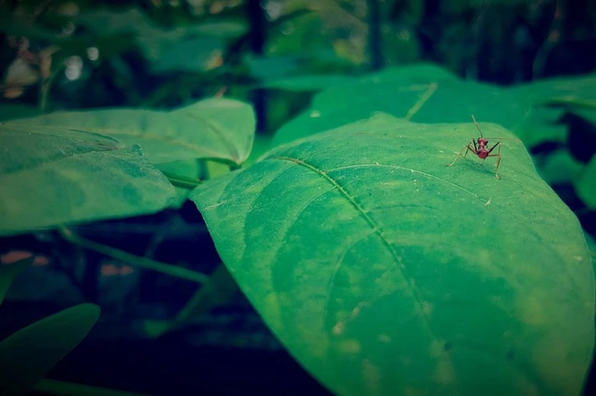 "Зрячее" растение из Чили и Аргентины озадачило учёных