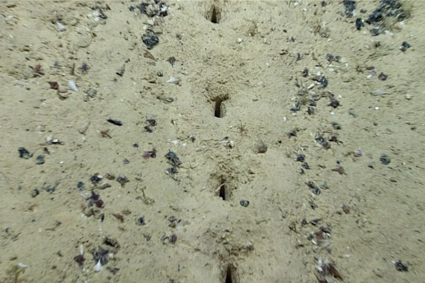 Загадка глубин: ученые ищут разгадку таинственных отверстий на морском дне