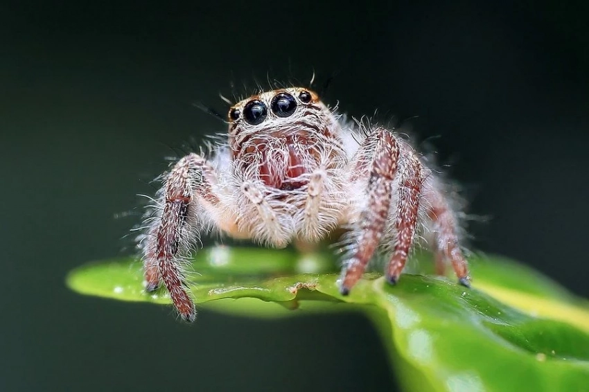 Пауки-зомби из ирландских пещер: ученые нашли новый паразитический гриб