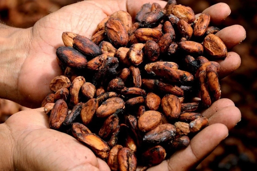 Учёные нашли способ омолодить какао-деревья без ущерба для природы