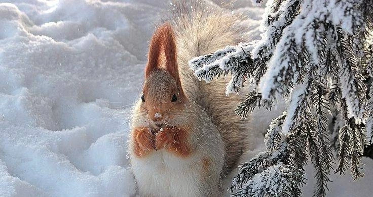 Лаврентьев день отмечают в народе 11 февраля 2025 года