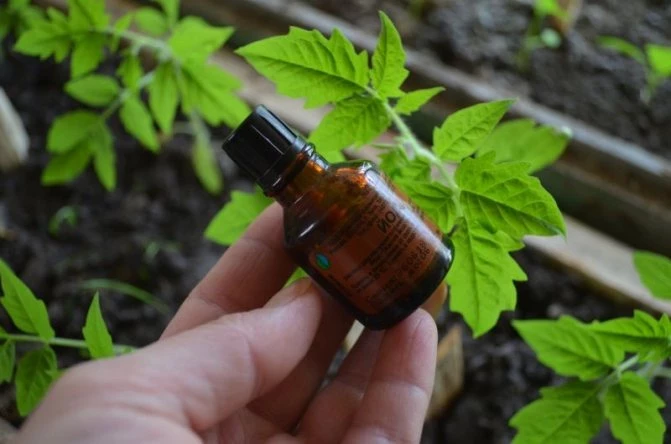 Польза йода для рассады, как использовать подкормку правильно