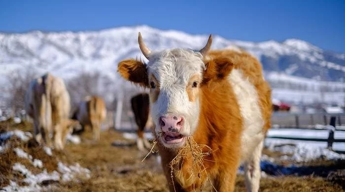 Какой сегодня праздник: 19 февраля 2025 года отмечается несколько важных торжеств