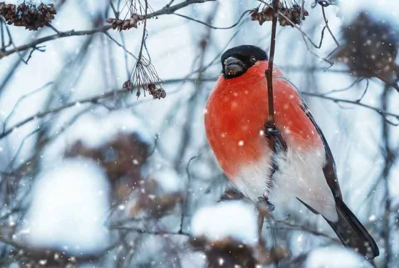 Церковный праздник «Прохор Весновей, Харлампий» отмечают в России 23 февраля в 2025 году