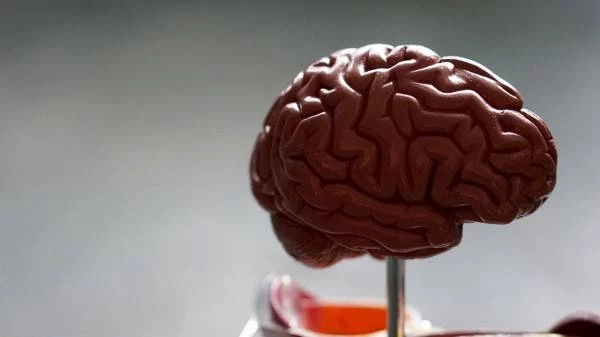 Ешь на завтрак грецкие орехи! Ученые заявили, что именно он улучшит память и реакцию