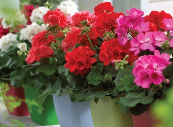 Чтобы шапки герани были пышнее кудрей Пушкина: добавьте 2 ложки сока под цветок