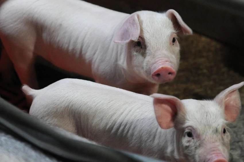 Поросенок-мутант родился на Филиппинах: он плакал, как человеческий младенец