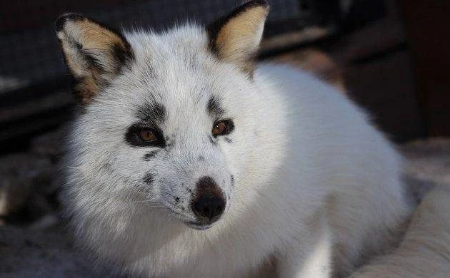 Народный праздник Прокоп Дорогорушитель отпразднуют православные верующие 12 марта 2025 года