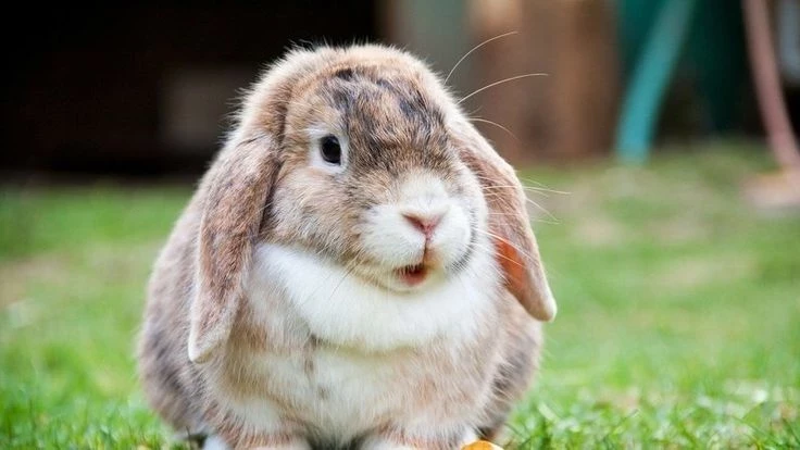 Решающий этап: восточный гороскоп на неделю с 17 по 23 марта 2025 года