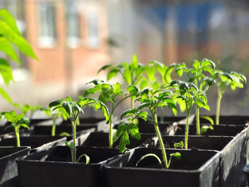 Будет крепкая и здоровая: биолог раскрыла секреты хорошей рассады 2025