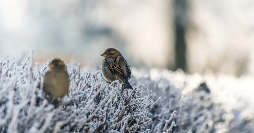 Приметы и поверья на 2 марта 2025 года помогут узнать, каким будет лето