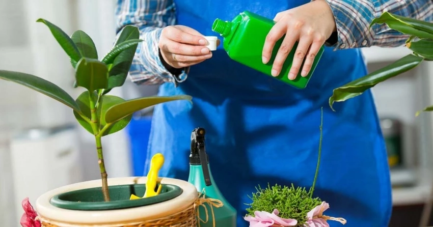 Чтобы росли быстрее: чем подкармливать комнатные растения в марте