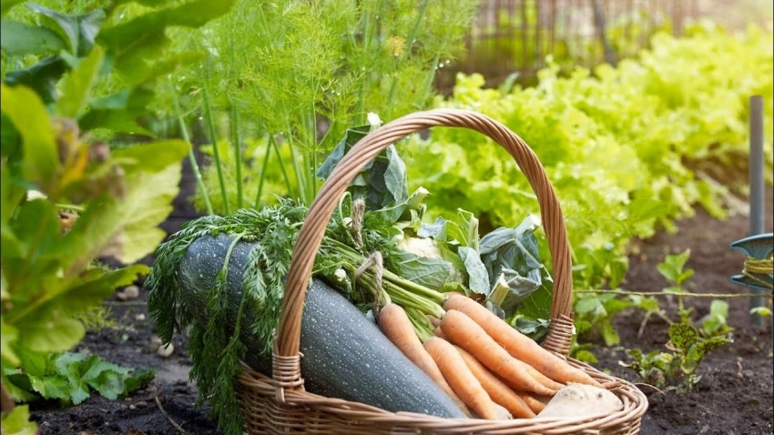 Добрые соседи: какие овощи и растения ненавидят друг друга, а какие любят