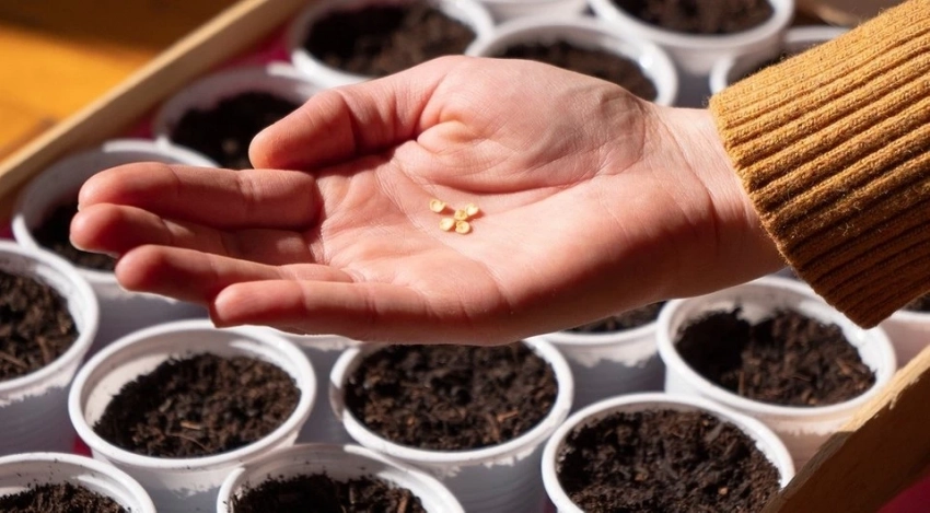 Инструкция, какие имена нужно замачивать, а какие сеять сухими