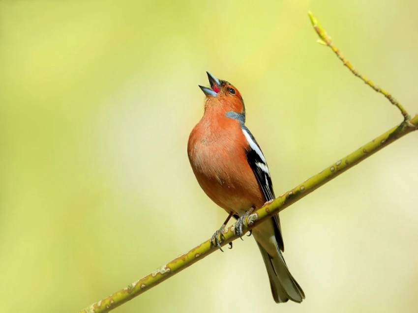День Артемона – дери полоз в народе принято отмечать 6 апреля: традиции, приметы