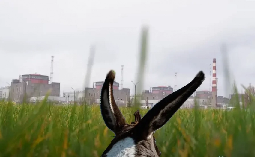 Про осла, уши и пункт «мирного соглашения» об отказе от Запорожской АЭС