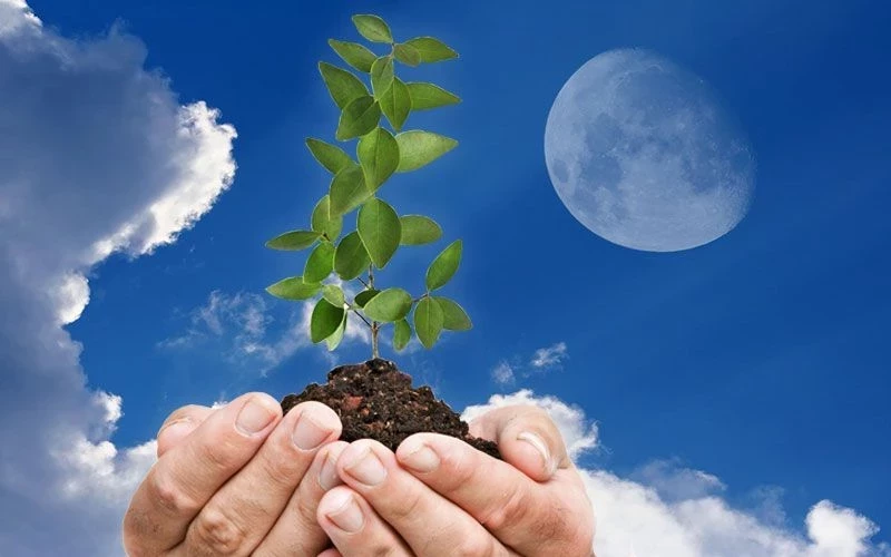 Что сажать в мае 2025 года: календарь благоприятных дней для садовода