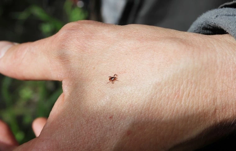 Чем опасны клещи весной и как от них уберечься