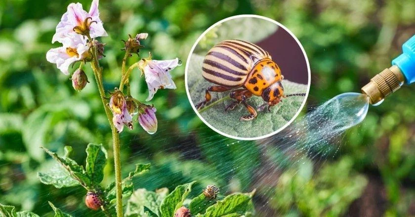 Самые популярные вредители на даче, которых садоводы ненавидят всей душой