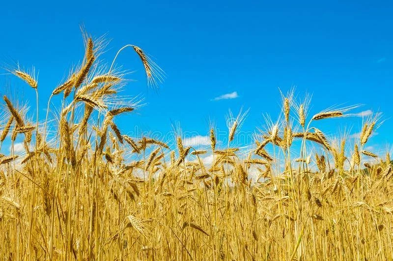 Приметы и поверья на 11 июня 2025 года подскажут, что нужно делать для получения богатого урожая