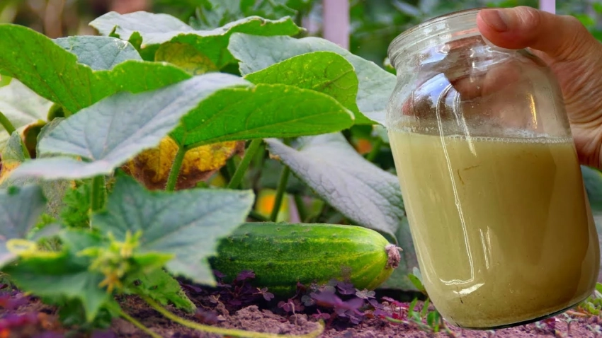 Приготовите за пару часов на кухне: простое удобрение для домашних огурцов в первых числах июня