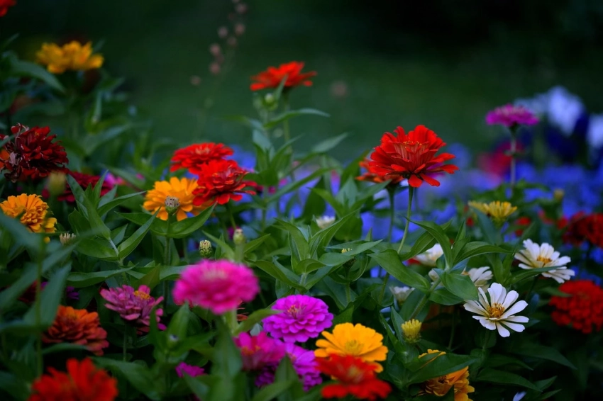 Зацветут быстро: что посадить в июне, чтобы увидеть результат уже этим летом