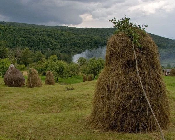 Приметы и поверья в праздник Самсона Сеногноя 10 июля 2025 года, традиции дня