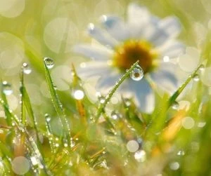 Приметы, традиции, обряды, что можно и что нельзя делать в праздник Прокла Плакальщика, 25 июля 2025 года