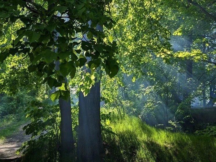 Почему люди обходили лес стороной и другие суеверия в день Афиногена, 29 июля 2025 года