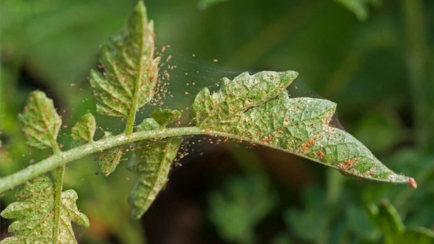 Народные и химические средства от паутинного клеща: как спасти огурцы и помидоры