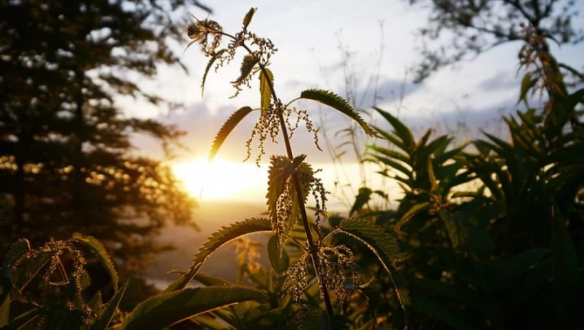 Традиции, запреты и приметы народного и церковного праздника, который отмечается 11 июля 2025 года