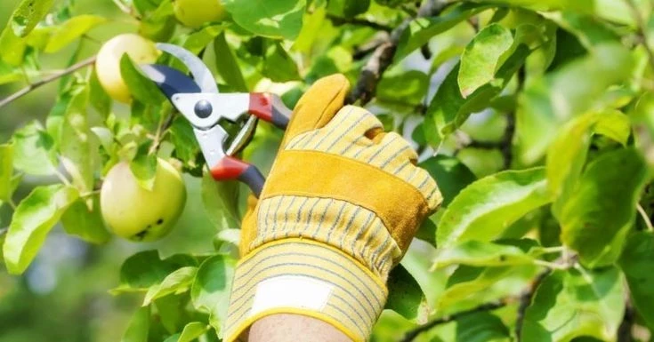 Потом уже будет поздно: какие 6 деревьев нужно обрезать до сентября