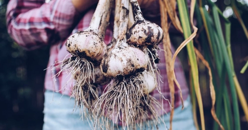 Советы лунного календаря, когда выкапывать озимый и яровой чеснок в августе-сентябре